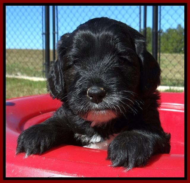Jolie Texas Marco pups 5 wks old 71