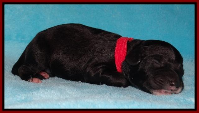 Jollie Marco TExas newborn pups 31