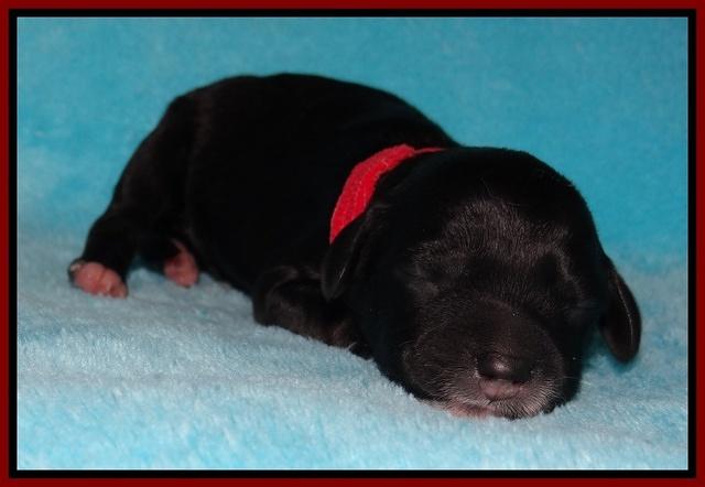 Jollie Marco TExas newborn pups 41