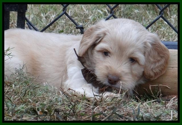 Jolie Marco Texas 6 wks old 141