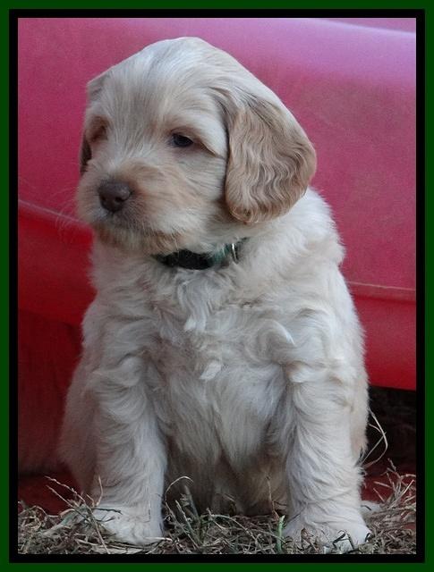Jolie Marco Texas 6 wks old 161