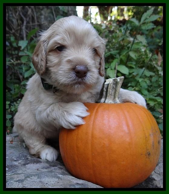 Jolie Texas Marco group pups 4 wks old 111