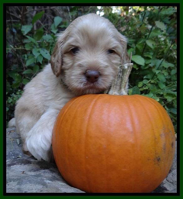 Jolie Texas Marco group pups 4 wks old 91