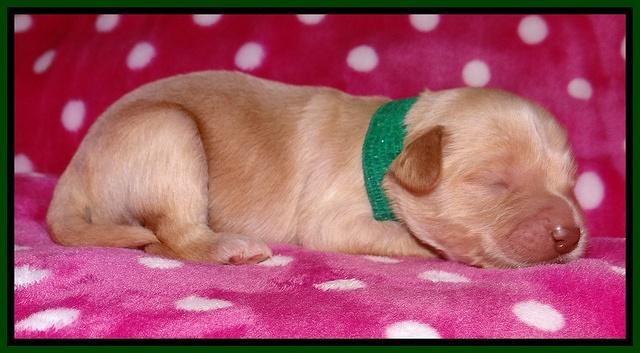 Jolie Texas Marco pups 1 wk old 7100