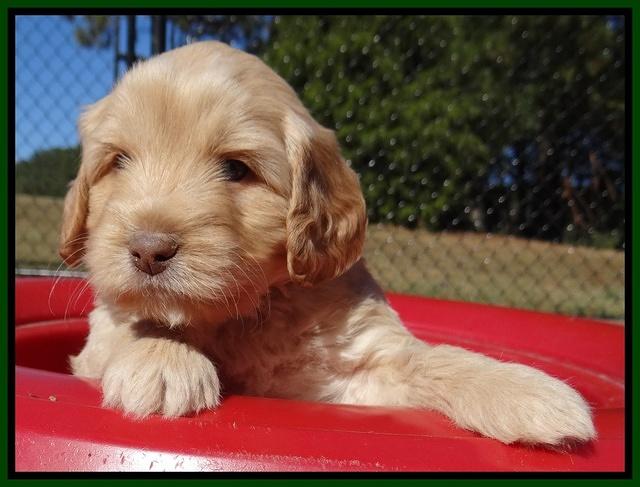 Jolie Texas Marco pups 5 wks old 131