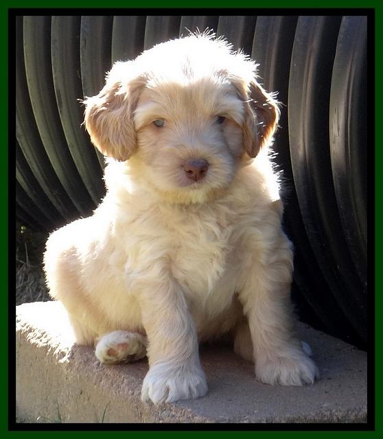 Jolie Texas Marco pups 5 wks old 161