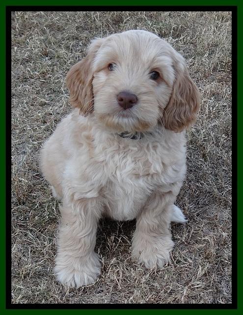 Jolie Texas Marco pups 7 wks old 101