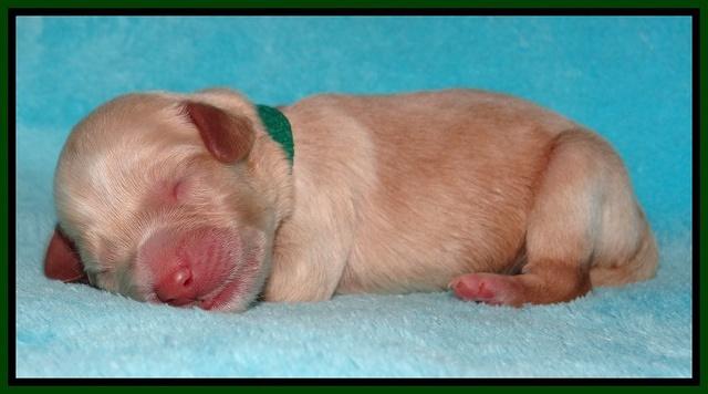 Jollie Marco TExas newborn pups 61