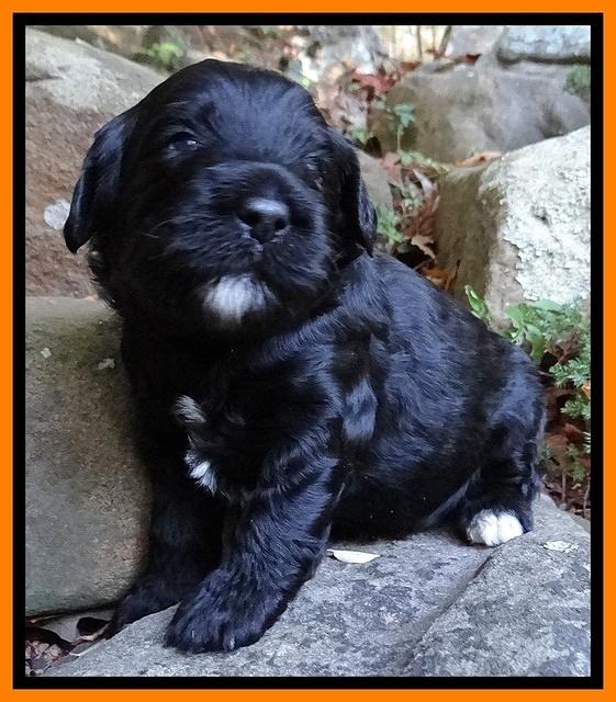 Jolie Marco TExas pups 3 wks old 131