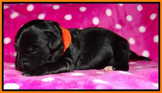 Jolie Texas Marco pups 1 wk old 11100
