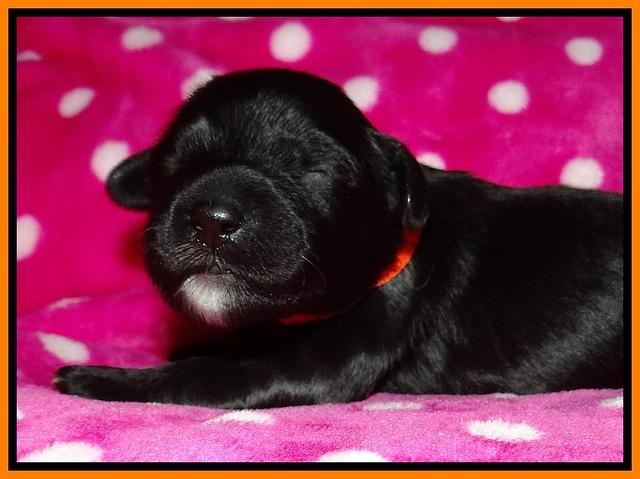 Jolie Texas Marco pups 1 wk old 12100