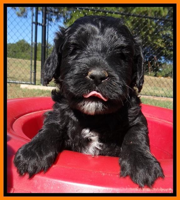 Jolie Texas Marco pups 5 wks old 191