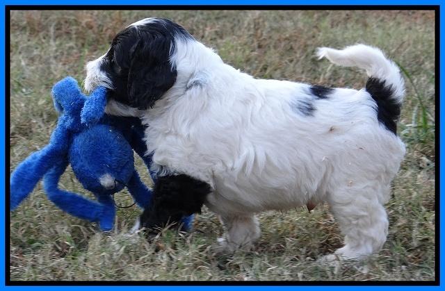 Jolie Marco Texas 6 wks old 201