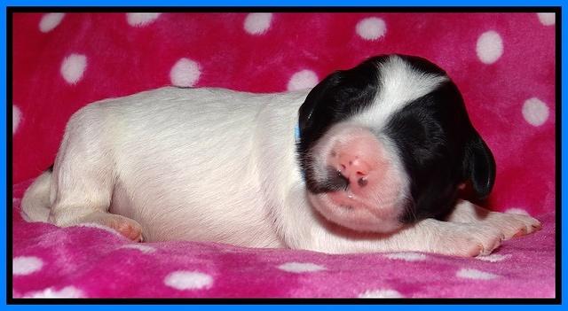 Jolie Texas Marco pups 1 wk old 13100