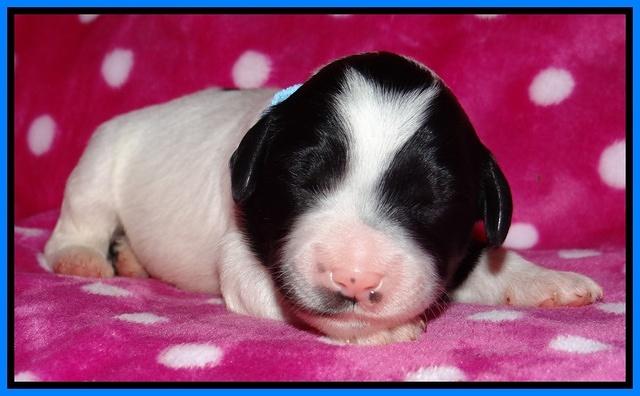 Jolie Texas Marco pups 1 wk old 14100