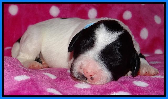 Jolie Texas Marco pups 1 wk old 15100