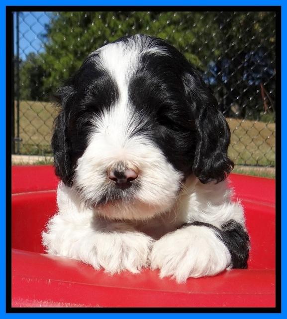 Jolie Texas Marco pups 5 wks old 231