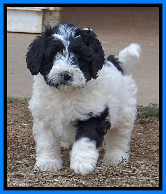 Jolie Texas Marco pups 7 wks old 171