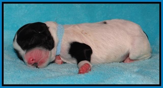 Jollie Marco TExas newborn pups 101