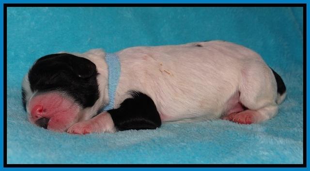 Jollie Marco TExas newborn pups 91