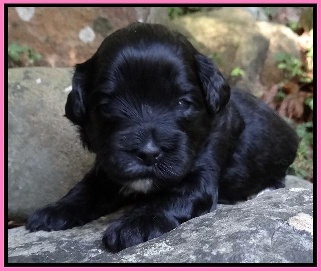 Jolie Marco TExas pups 3 wks old 161