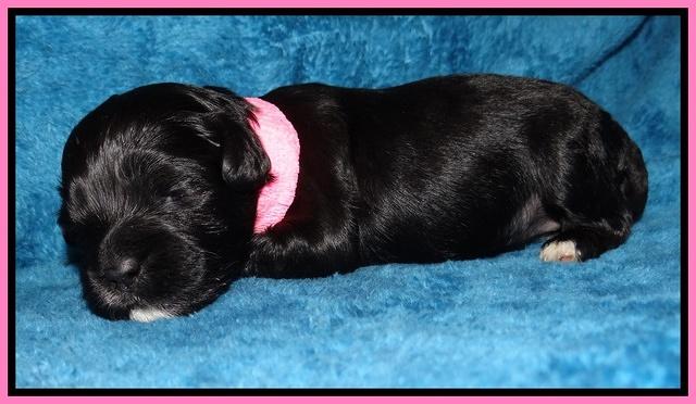 Jolie Marco Tecas pups 2 wks old 201