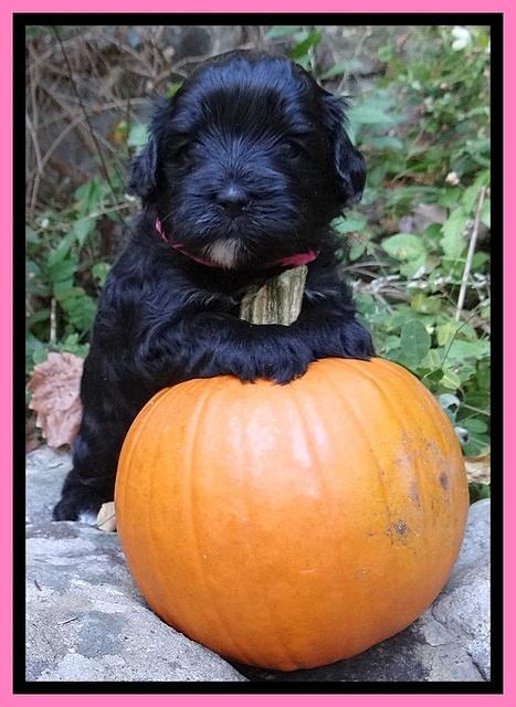 Jolie Texas Marco group pups 4 wks old 171