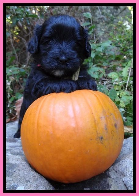 Jolie Texas Marco group pups 4 wks old 181