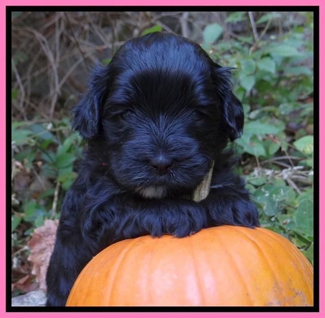 Jolie Texas Marco group pups 4 wks old 191