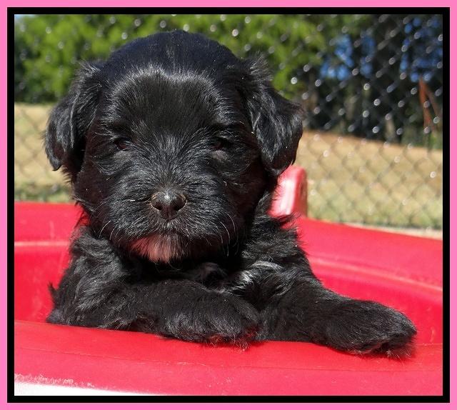 Jolie Texas Marco pups 5 wks old 241