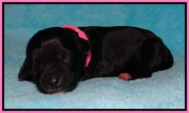 Jollie Marco TExas newborn pups 111