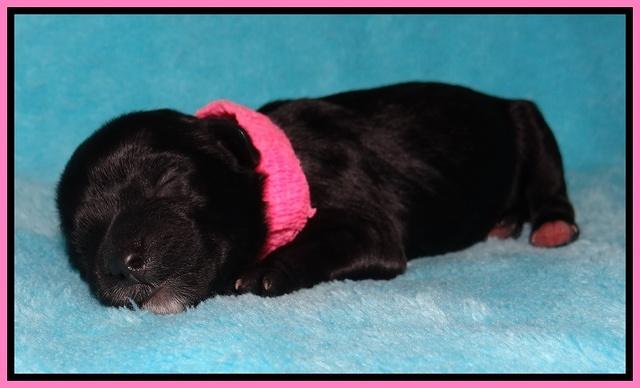 Jollie Marco TExas newborn pups 121