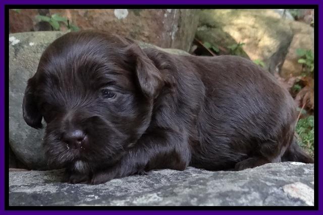 Jolie Marco TExas pups 3 wks old 191