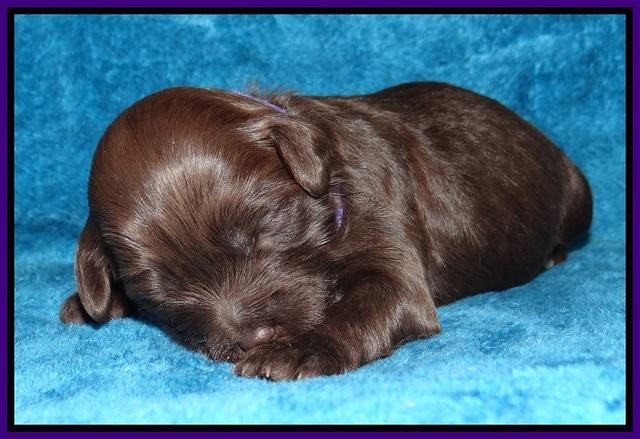 Jolie Marco Tecas pups 2 wks old 221