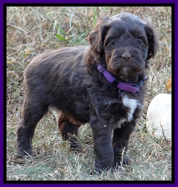 Jolie Marco Texas 6 wks old 271