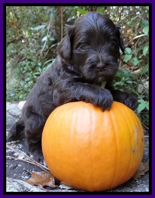 Jolie Texas Marco group pups 4 wks old 201