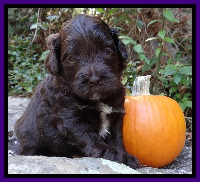 Jolie Texas Marco group pups 4 wks old 221