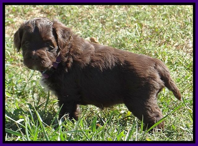 Jolie Texas Marco pups 5 wks old 291
