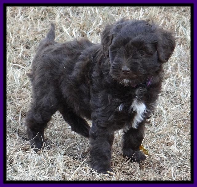Jolie Texas Marco pups 7 wks old 221