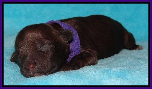 Jollie Marco TExas newborn pups 131