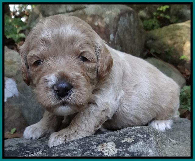 Jolie Marco TExas pups 3 wks old 261