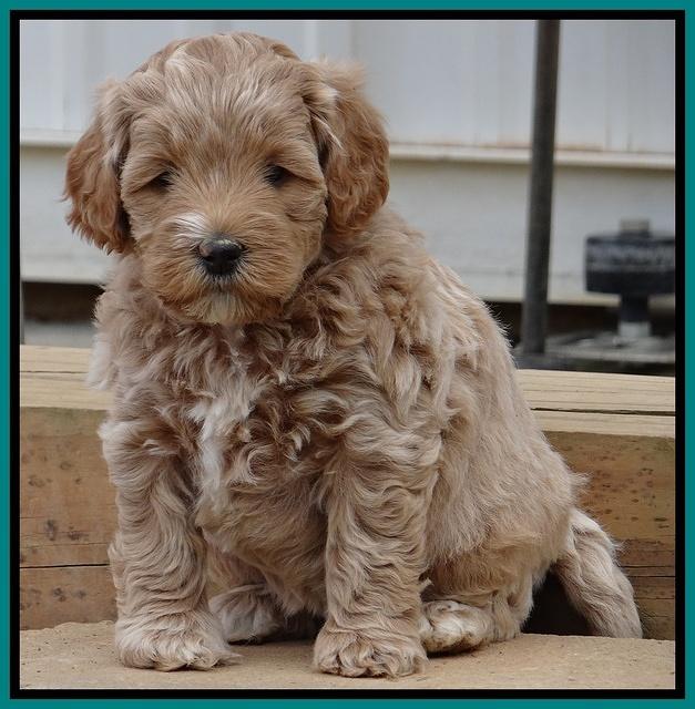 Jolie Marco Texas 6 wks old 341