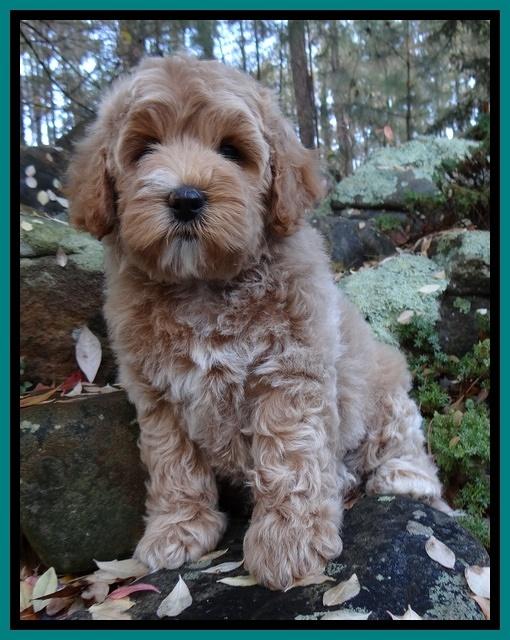 Jolie Tex Max pups 8 wks old 161