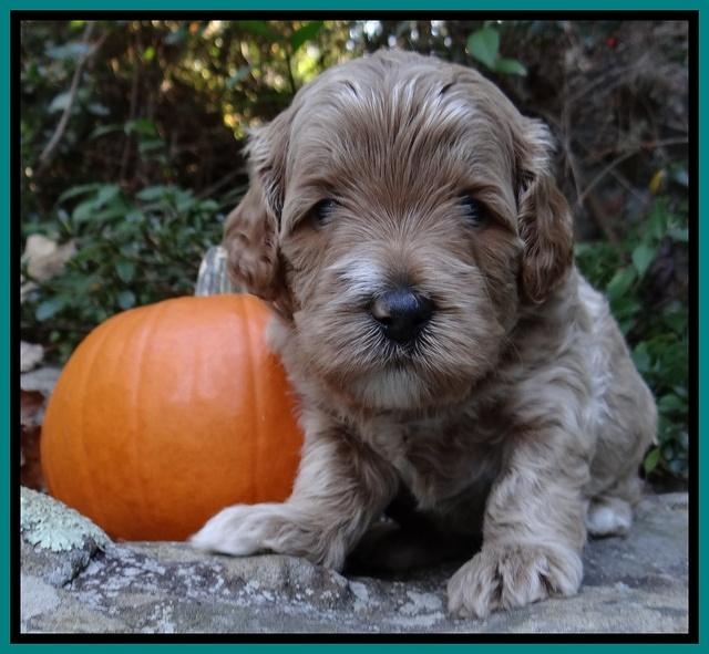 Jolie Texas Marco group pups 4 wks old 311