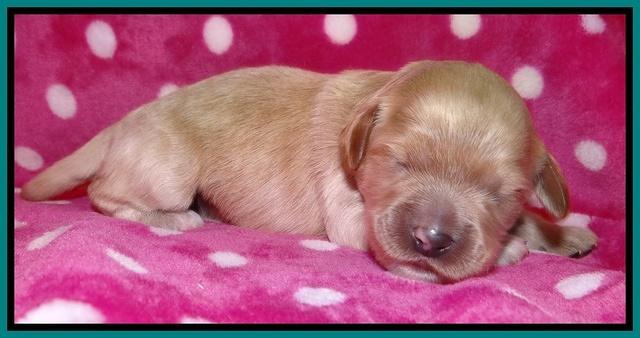 Jolie Texas Marco pups 1 wk old 26100