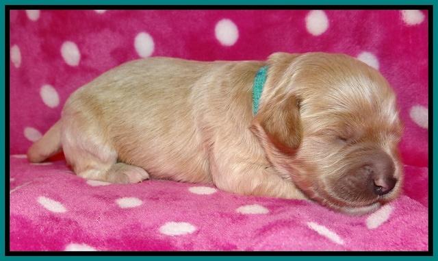 Jolie Texas Marco pups 1 wk old 27100