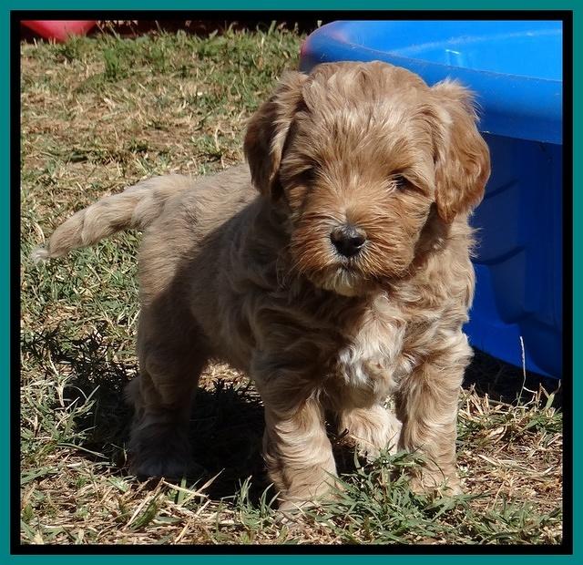 Jolie Texas Marco pups 5 wks old 311