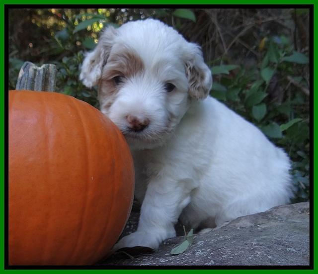 Jolie Texas Marco group pups 4 wks old 321