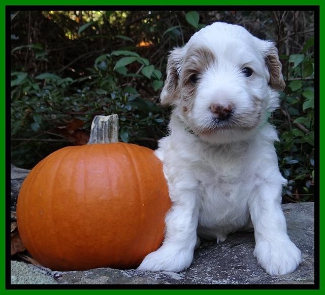 Jolie Texas Marco group pups 4 wks old 331