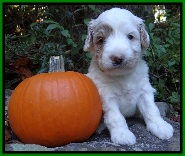 Jolie Texas Marco group pups 4 wks old 341